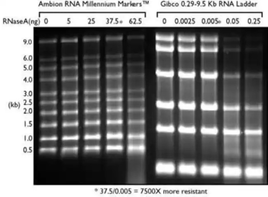 سلم SsRNA منخفض المدى وعلامة RNA ، سلم Formamide RNA 0.125-6.0Kb