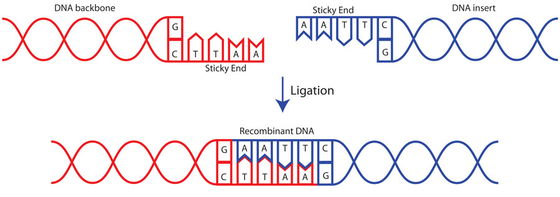 استخدام البحث السريع T4 DNA Ligase 400 U / UL كاشف بيوكيميائي